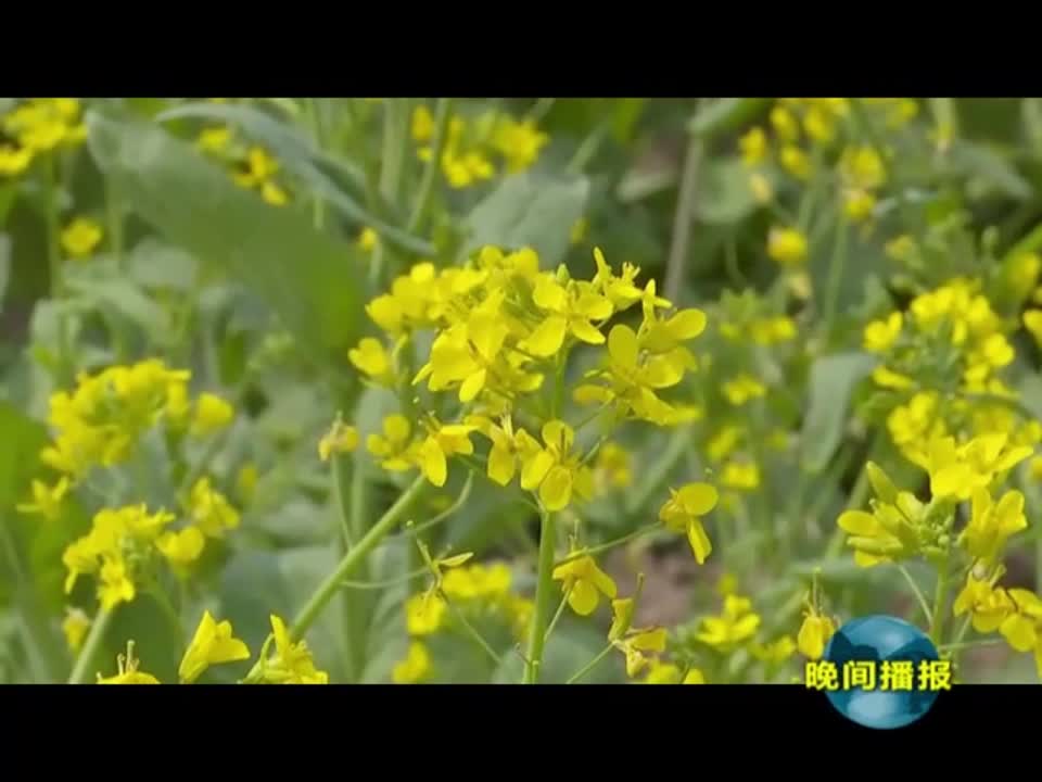 油菜花开引来“养蜂人”