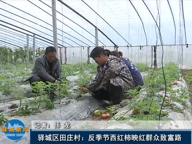 驿城区田庄村：反季节西红柿映红群众致富路