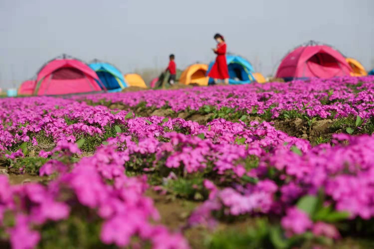 遂平：400亩梦幻芝樱花海“浪漫登场”